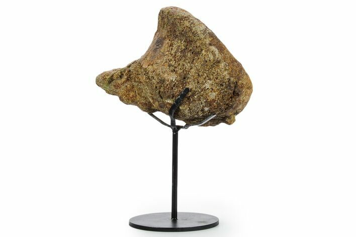 Fossil Hadrosaur Vertebra Section w/ Metal Stand - South Dakota #354305